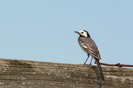 Small bird – White wagtail