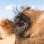 Camel Eye