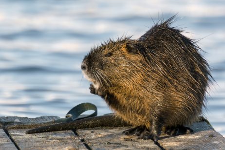 Coypu