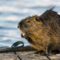 Coypu