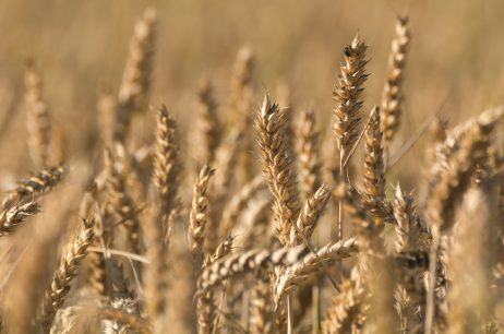 Grain field