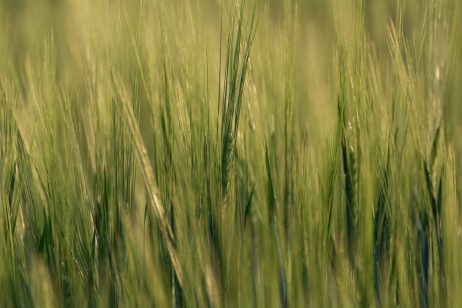 Field background