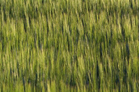 Green Wheat Field