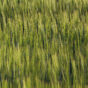 Green Wheat Field