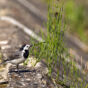 White wagtail bird