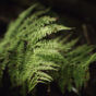 Fern