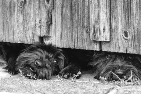 Dogs are guarding the house