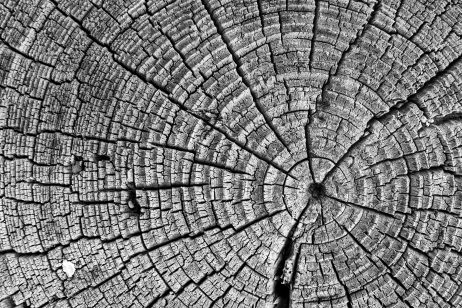Tree Cut Structure