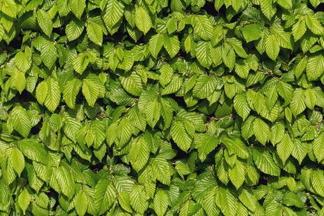 Green leaves texture