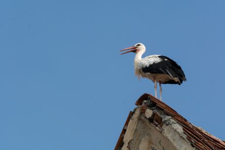 Stork On The Roof
