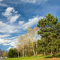 Landscape with trees