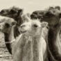 Bactrian camels in Gobi desert