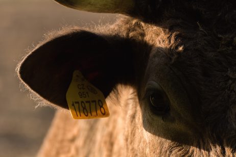 Cow Portrait