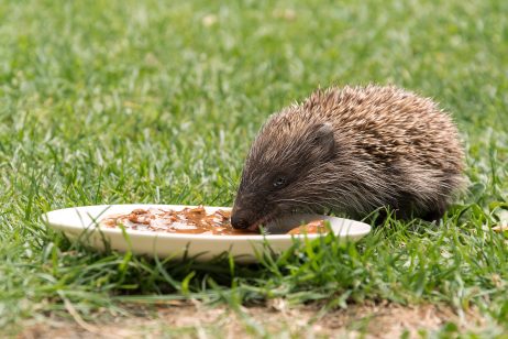 Feeding a Hedgehog