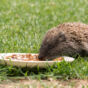 Feeding a Hedgehog