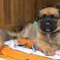 Puppy of a German boxer and a German shepherd