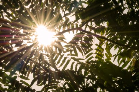 Sun rays passing through leaves