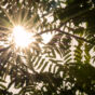 Sun rays passing through leaves