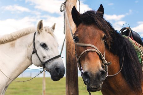 White and brown horse