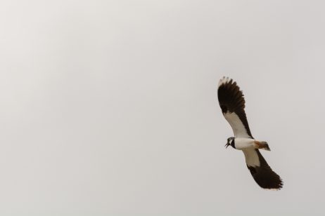 Flying northern lapwing