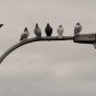 Pigeons on the street lamp