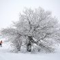 Snow, tree and skate skiers