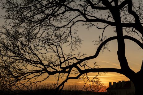 Silhouette of tree branches