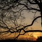 Silhouette of tree branches