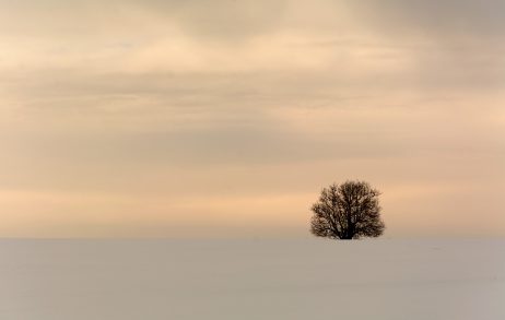 Minimalist Winter Tree