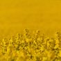 Rapeseed Field Close Up