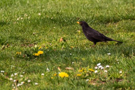 Blackbird on the Grass