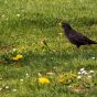 Blackbird on the Grass