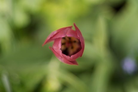Beautiful Tulip Bloom Top View