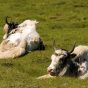 Two White Yaks Lying in a Meadow