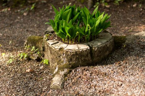 Flowerbed in an Artificial Stump