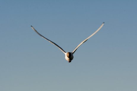 Seagull flying in the blue sky