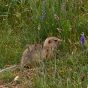 Long-tailed ground squirrel