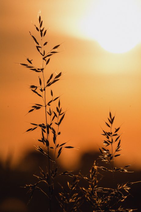 Autumn Grass On Meadow Close-Up