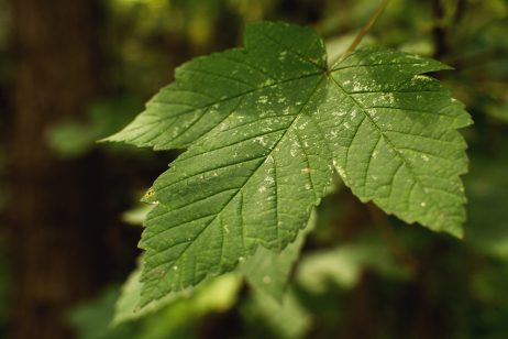 Green Tree Leaf