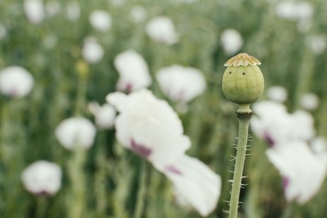 Green Poppy Pods