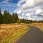 Road in the Forest