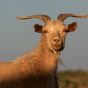 Mongolian White Goat