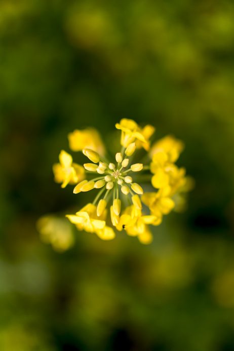 Canola Rape Flower Close-Up