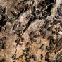 Ants on the Bark of a Tree