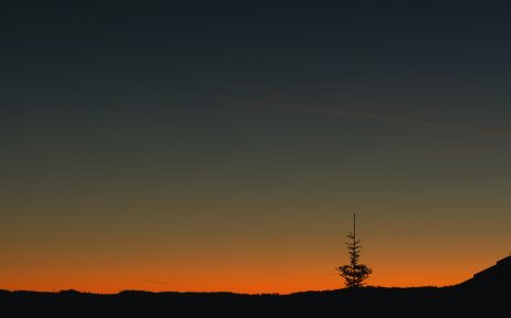 Tree in Evening Sky Landscape