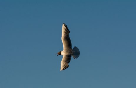 Flying Seagull on the Blue Sky