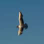 Flying Seagull on the Blue Sky