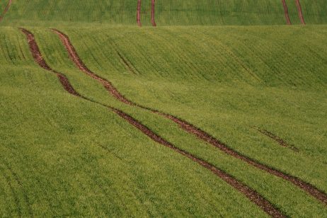 Minimalist Green Field Landscape