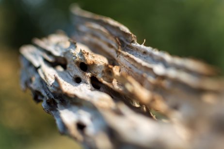 Wood Eaten by Bark Beetle