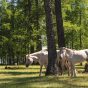 Two White Horses in the Forest